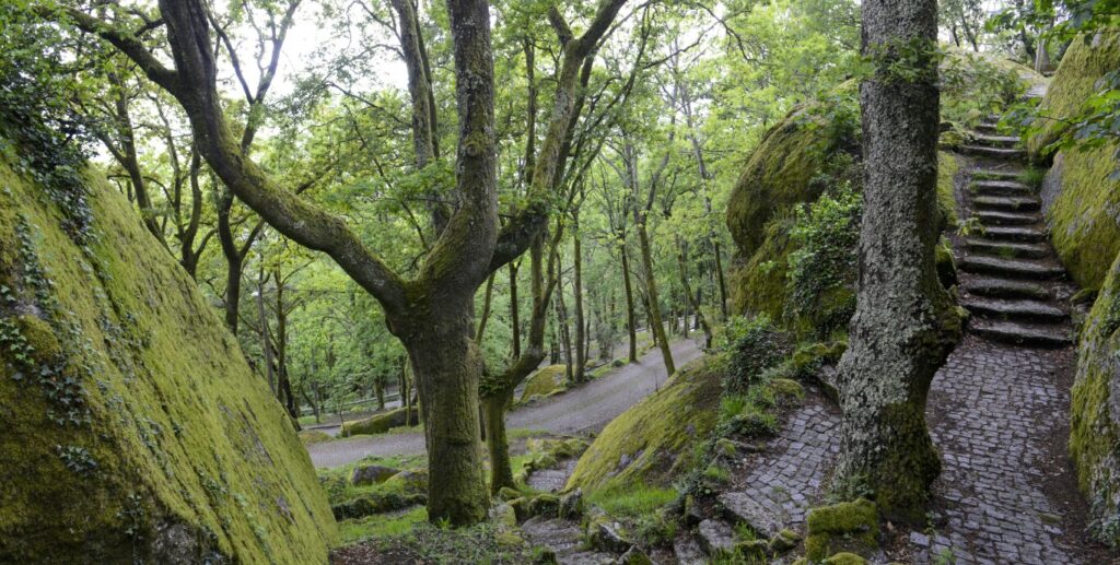 cannabis-in-guimarães-cannatrailz.com