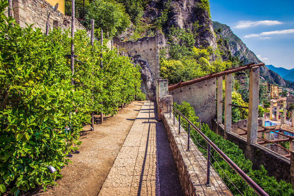 Lemon grove path beside rocky hillside for cannabis travel guide in lake Garda