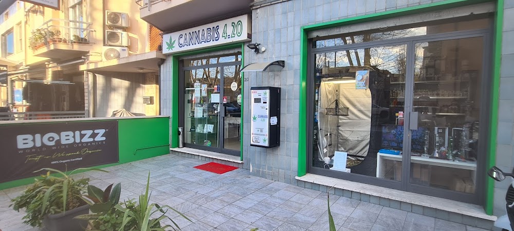 Cannabis in Viareggio