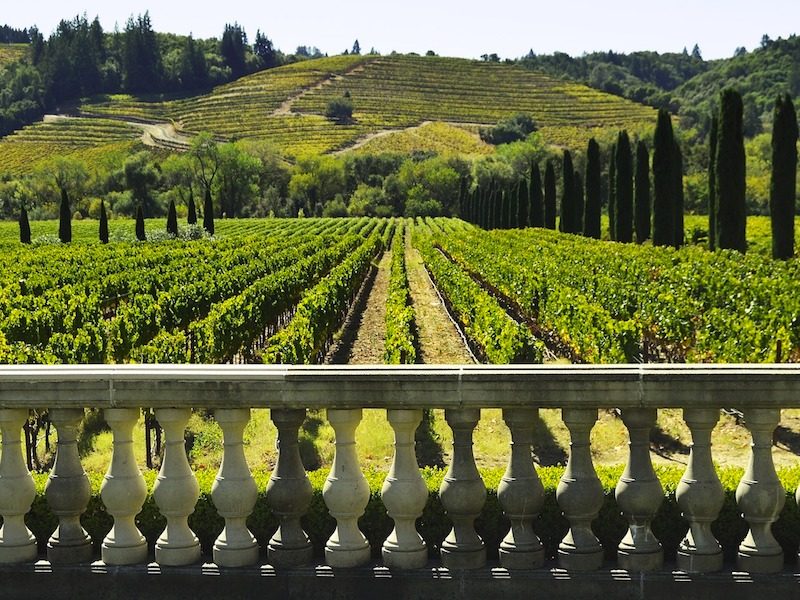 Vineyard landscape with rolling hills for cannabis in Montepulciano