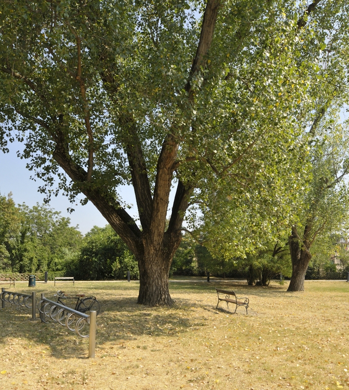 Remote edges for Cannabis in Parma