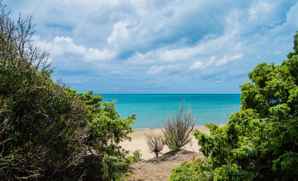 Pine forest edges for weed in san vincenzo