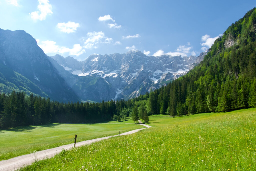 Weed in Tarvisio Julian Alps