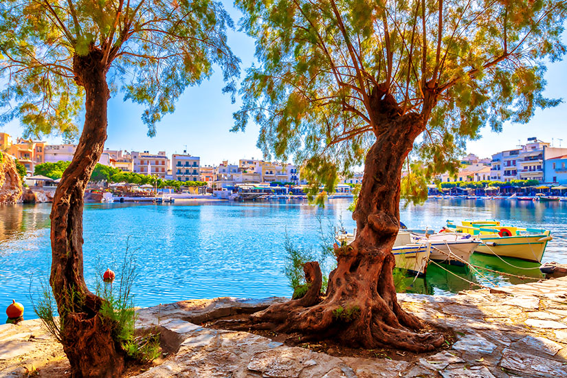 Weed in Agios Nikolaos - Lakeside
