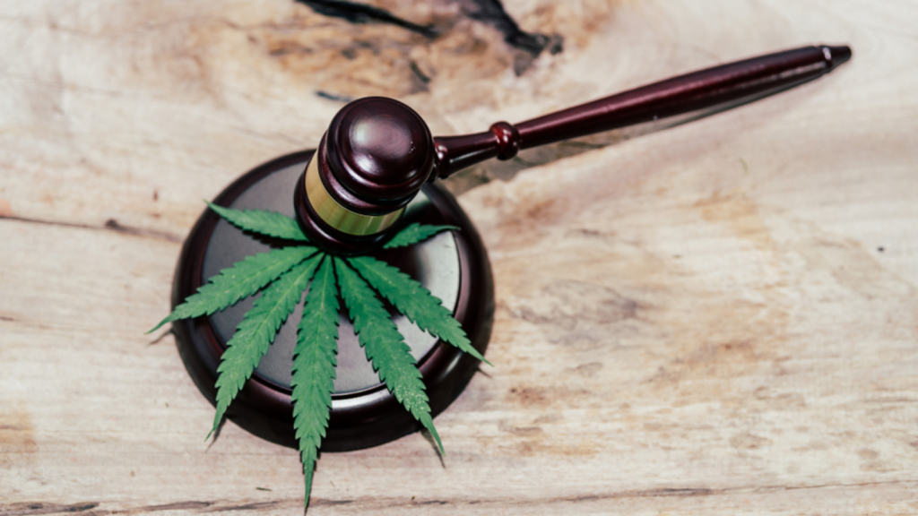 future of cannabis laws in France